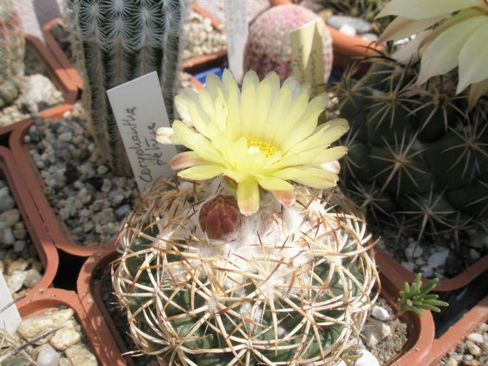 Coryphantha retusa
