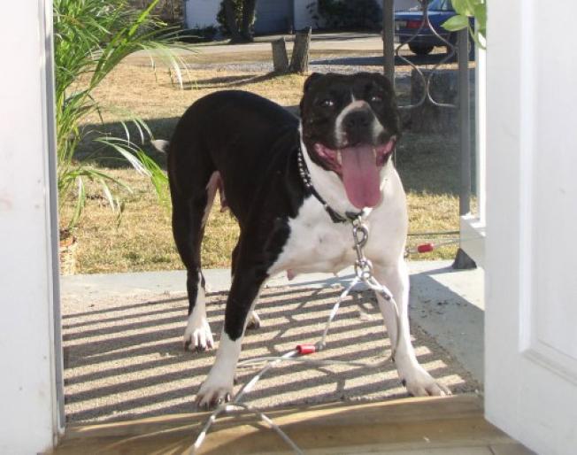 zasha_amstaff_hh[1] - imagini amstaffi si pitbulli
