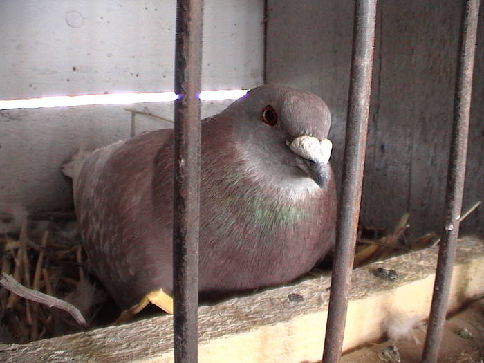 DVC00108 - porumbeii mei