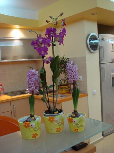 orhidee si zambile