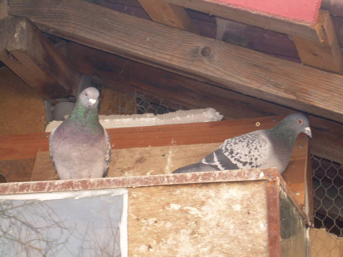 15.03.2009 011; porumbei 2008
