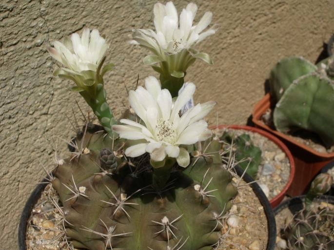  - Gymnocalycium