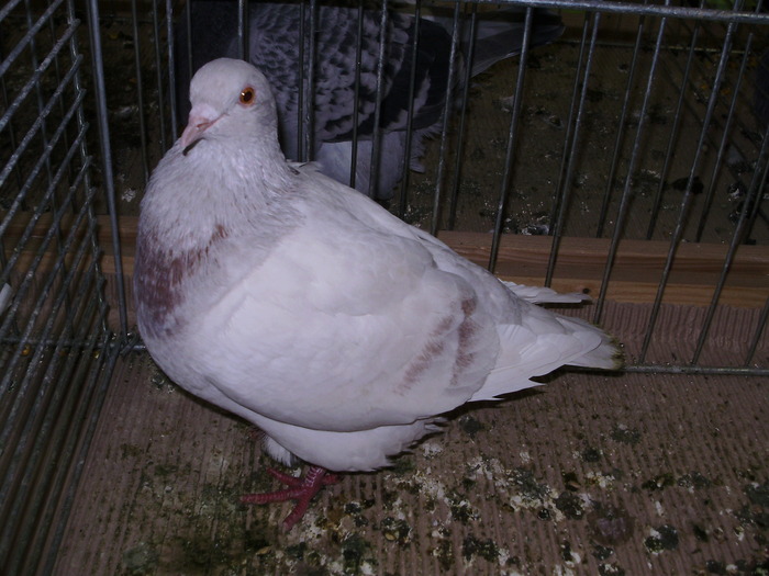 5445b t 0