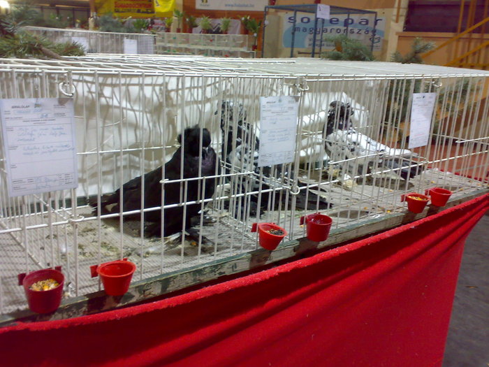 28112009591 - Expozitie Bekescsaba noiembrie 2009