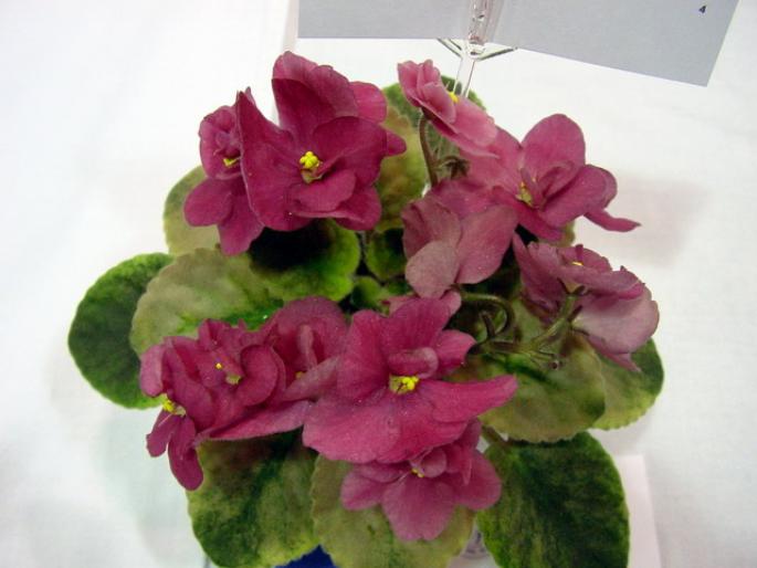 Robs_Slap_Happy_2005avsa - violete de pe net 1