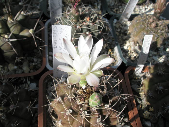 Gymnocalycium anisitsii 05.06 - Gymnocalycium