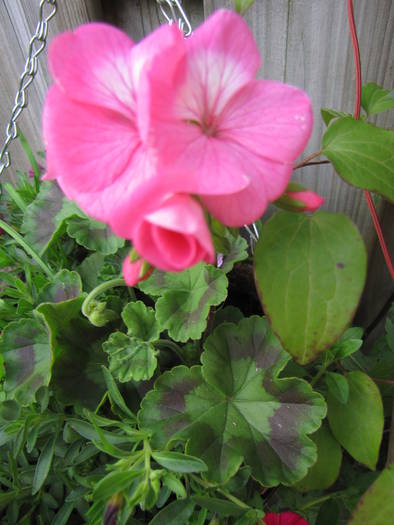 Muscate 16 iun 2009 (2)