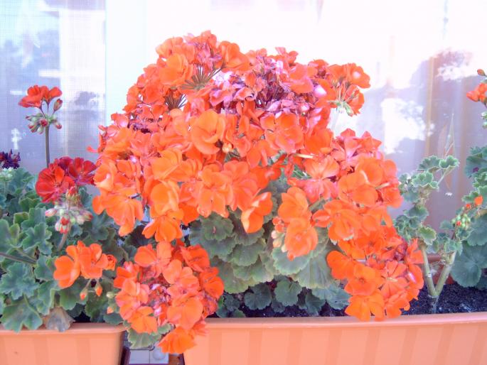 muscate in august - Plantele mele de terasa si exterior