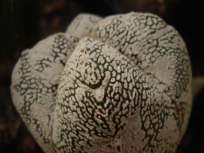 Astrophytum myriostigma Onzuka