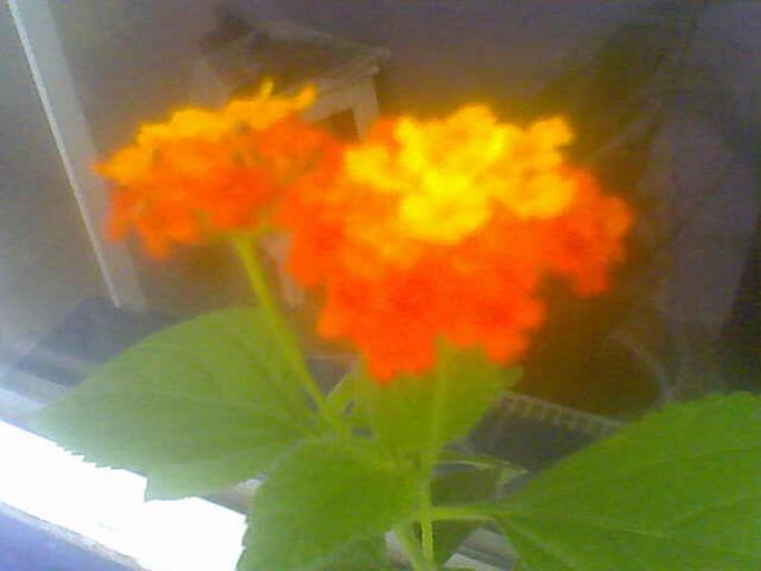 25-07-08_171302; lantana
