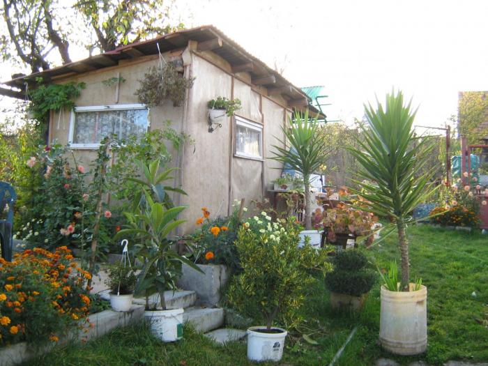 Yucca aloifolia - Plante exotice in 2008