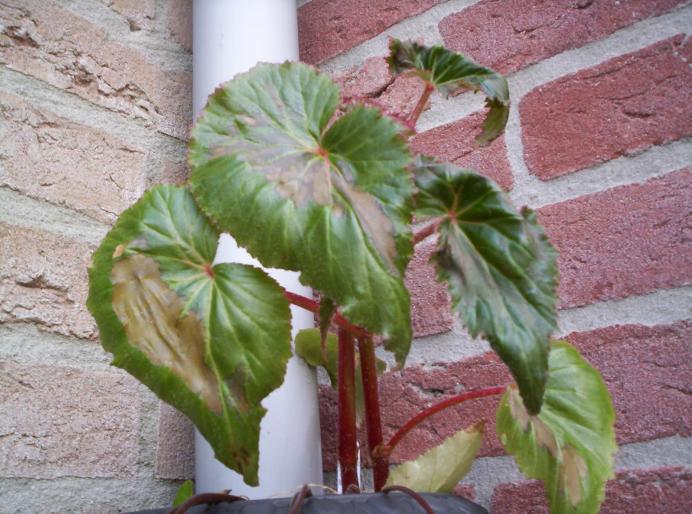 Begonia frunze cu pete 2 iul 2008 (1) - begonii cu probleme