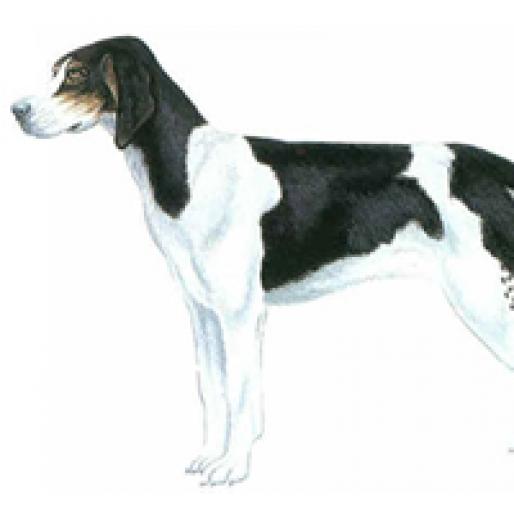 LEVESGUE - RASE CAINI