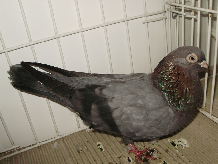 vanat bz 2 - 1509 rom juc 1