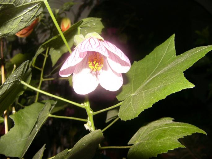 P1130656 - Abutilon