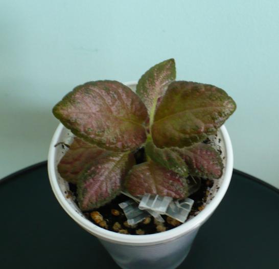 P1080687 - Episcia 2009 - 2010 - 2012 - 2014