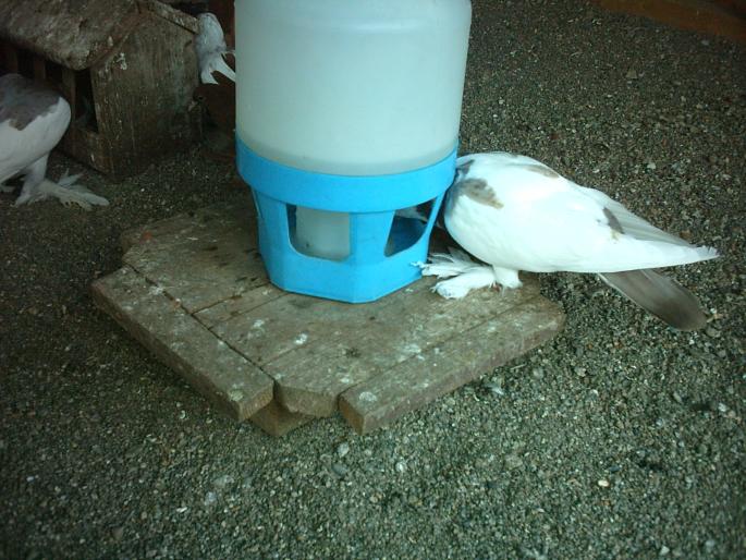 IMAG0193 - O zi de vara pt porumbei-     --a day of summer for pigeons