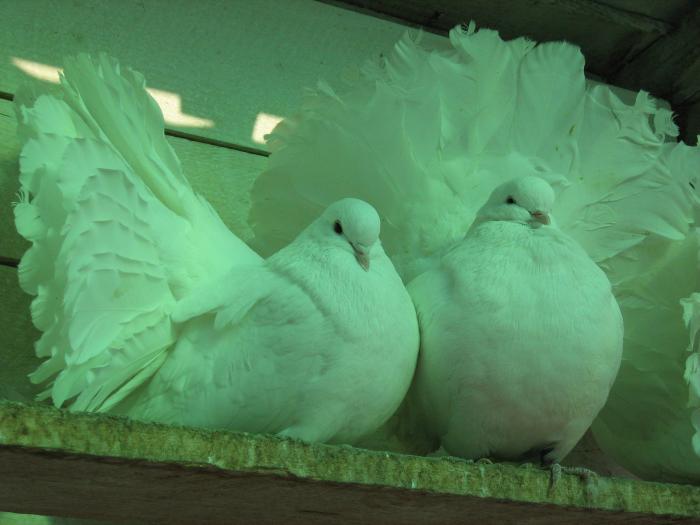 Picture 197 - Voltati 2009 vanduti