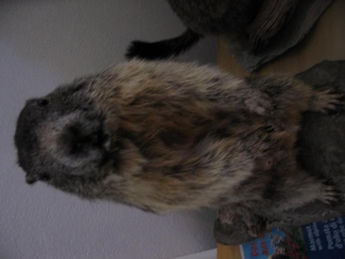 Resize of Picture 066