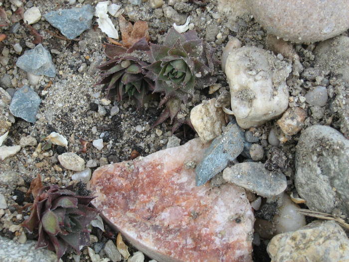 IMG_4870 - Cactusi la mosie aprilie 2009
