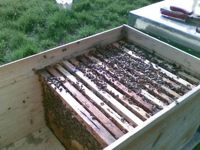 18042008(002) - albine