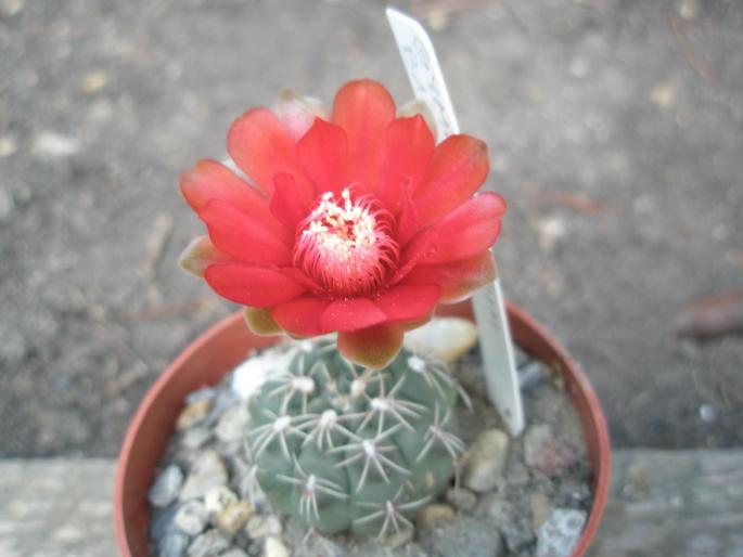 floare de Gymno