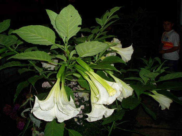 03 - BRUGMANSIA-trompeta ingerilor