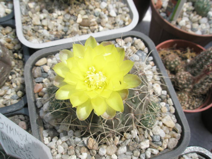 Gymnocalycium andreae 22.05