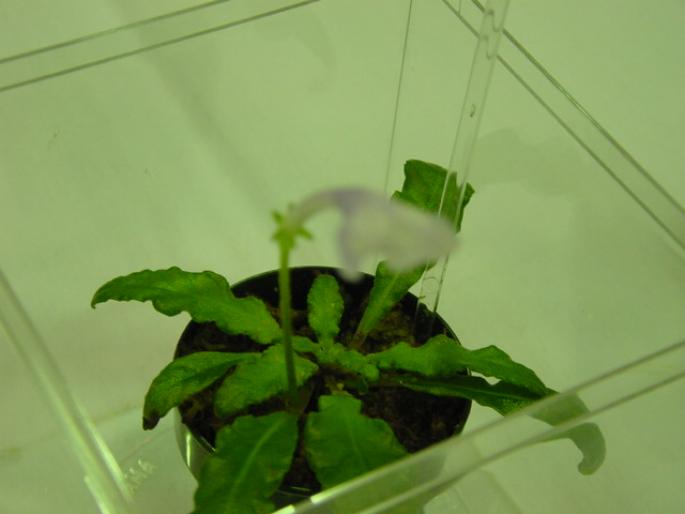 Strep_lilliputana_2005avsa - violete de pe net 1