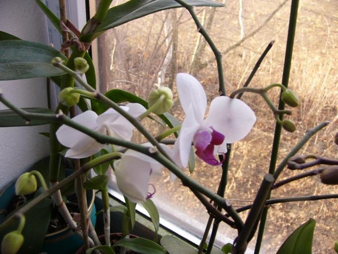 P1130058 - orchidee