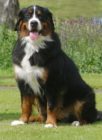 c32bf3bfc1c61415fb66e9137e938bd4 - CATELUSI