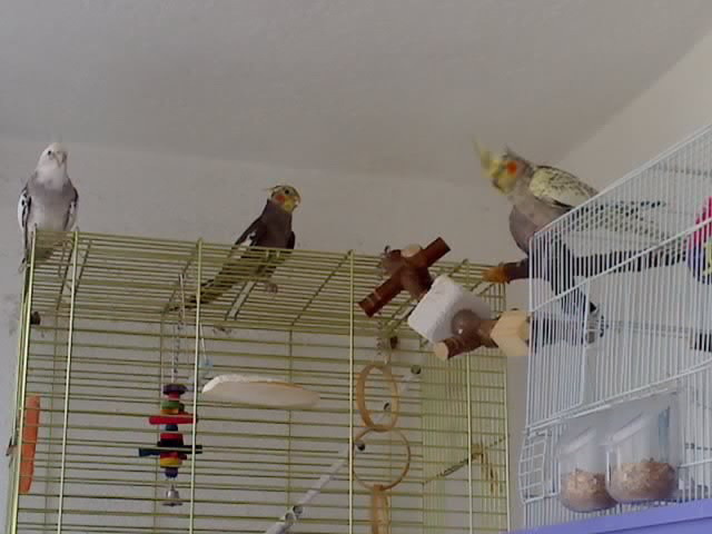 21-05-09_0847 - nimfele mele