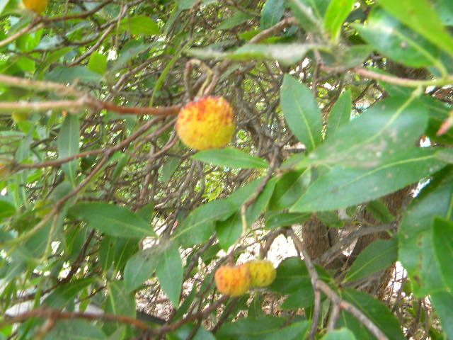 DSCN0756 - HOTELUL SI PLAJA