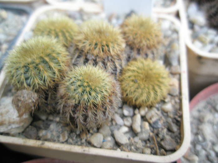Frailea magnifica - cactusi la iernat 2008-2009