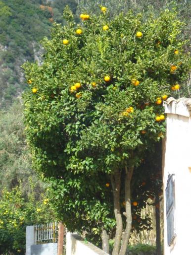 DSC07837 - 2008 REVELION CORFU