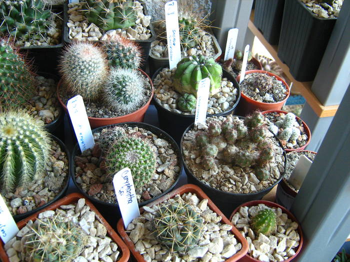 IMG_4470 - Cactusi 1 martie 2009