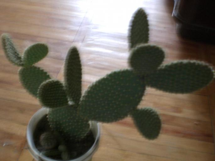 Picture 042; cactus
