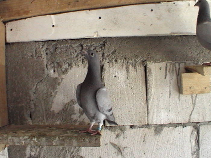 DVC00099 - porumbeii mei