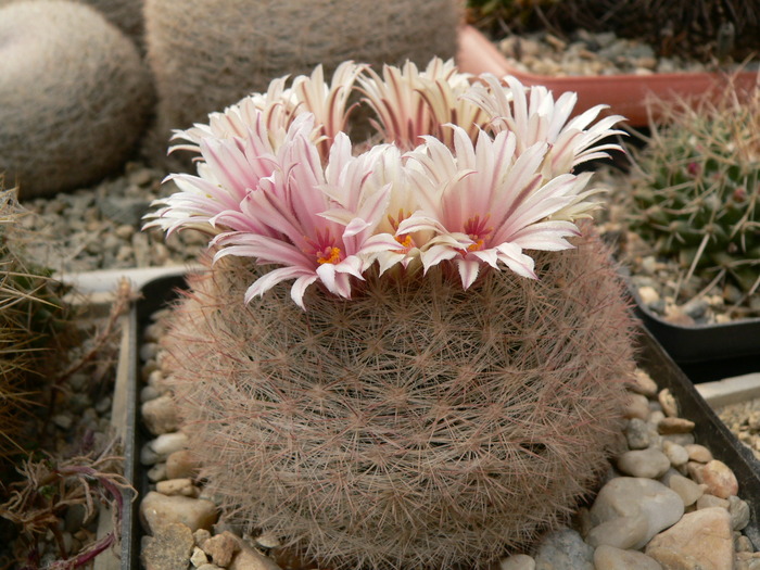 mammillaria_candida_Florin - genul Mammillaria