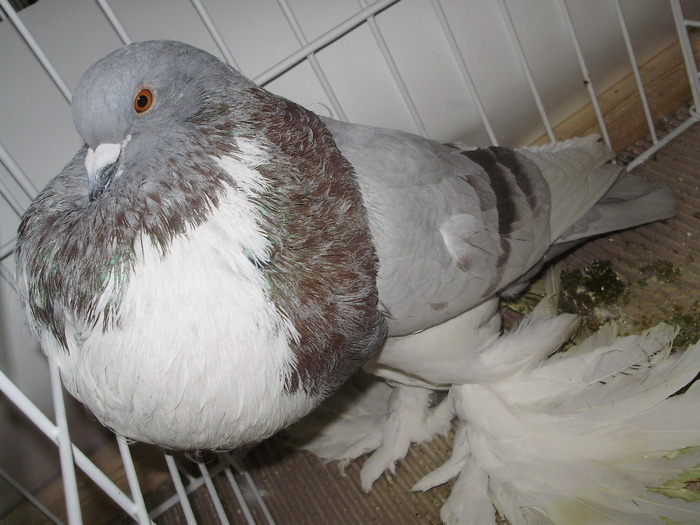  - EXPO NATIONALA LUGOJ DECEMBRIE 2009