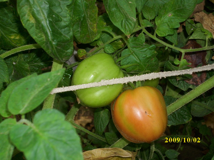 DSCI1553 - legume