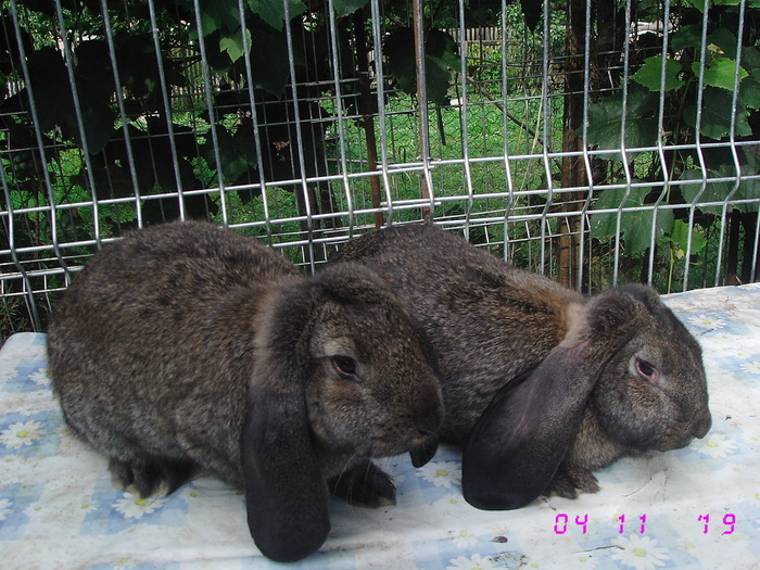 IMG_7085 - viitoriiiiiiiiiiiiii campioniiiiiiii 8