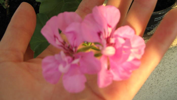 muscata curgatoare roz