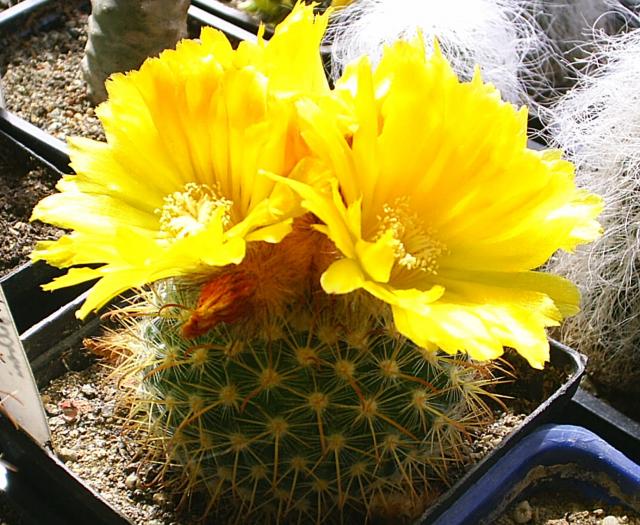Parodia aureispina v.aurea