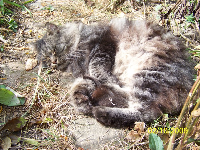 100_2496 - Toamna in curte  Timisoara