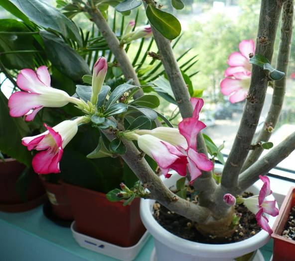 P1120581 - ADENIUM OBESUM