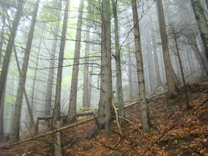 DSC04522 - Valea Crapaturii - Piatra Craiului