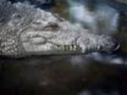 222 - Poze crocodili