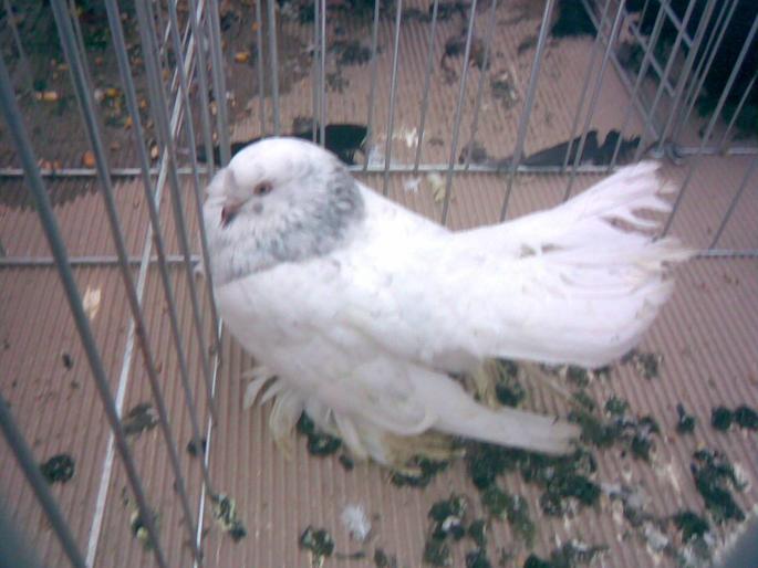 rostov alb - 1502 partea 3