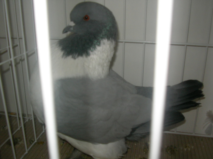 SANY0250 - poze expo 2009